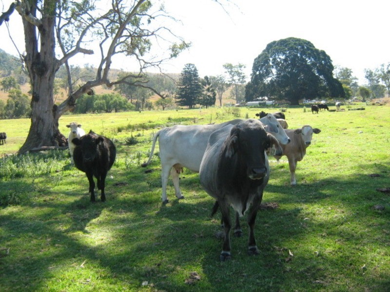 Darlington QLD 4285