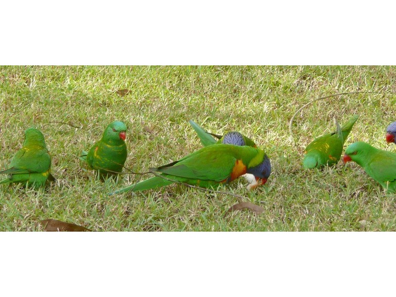 52 Mellody Lane, Jimboomba QLD 4280