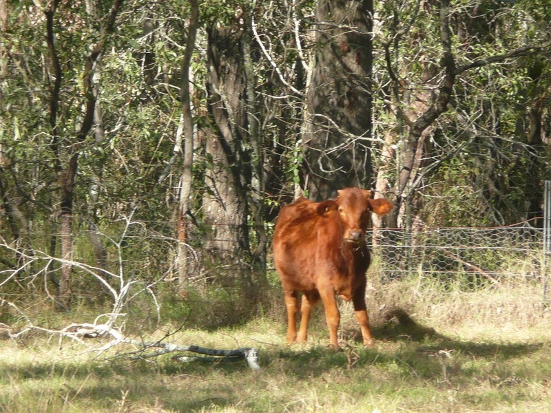 52 Mellody Lane, Jimboomba QLD 4280