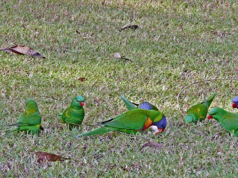 52 Mellody Lane, Jimboomba QLD 4280