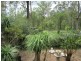 149 Leopardwood Road, Cedar Grove QLD 4285