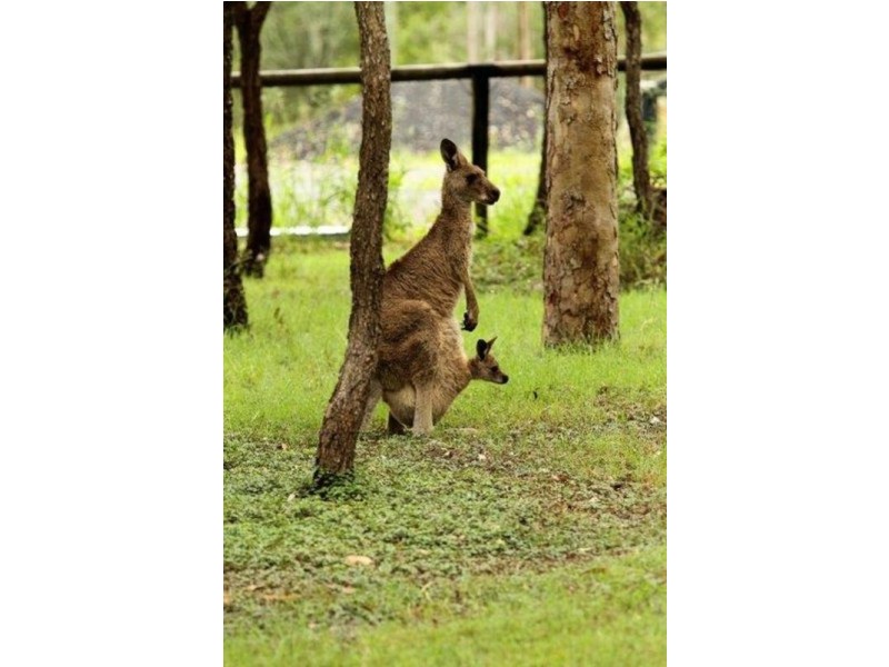 40-50 Glasgow Road, South Maclean QLD 4280