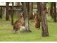 40-50 Glasgow Road, South Maclean QLD 4280
