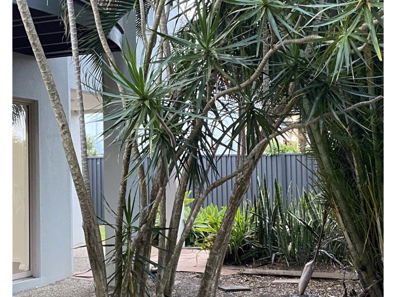 14 Fortuna Place, Parkwood QLD 4214