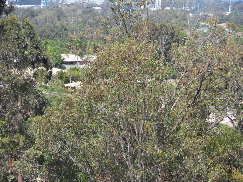 56 Uplands Drive, Parkwood QLD 4214