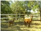515 Backforest Road, Berry NSW 2535