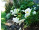 23 Bligh Street, Muswellbrook NSW 2333