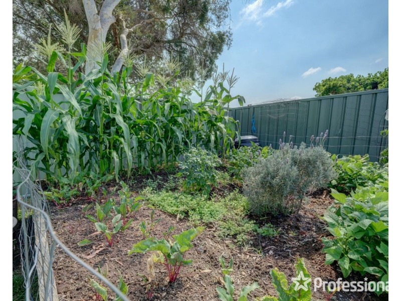 4 Cedar Close, Muswellbrook NSW 2333