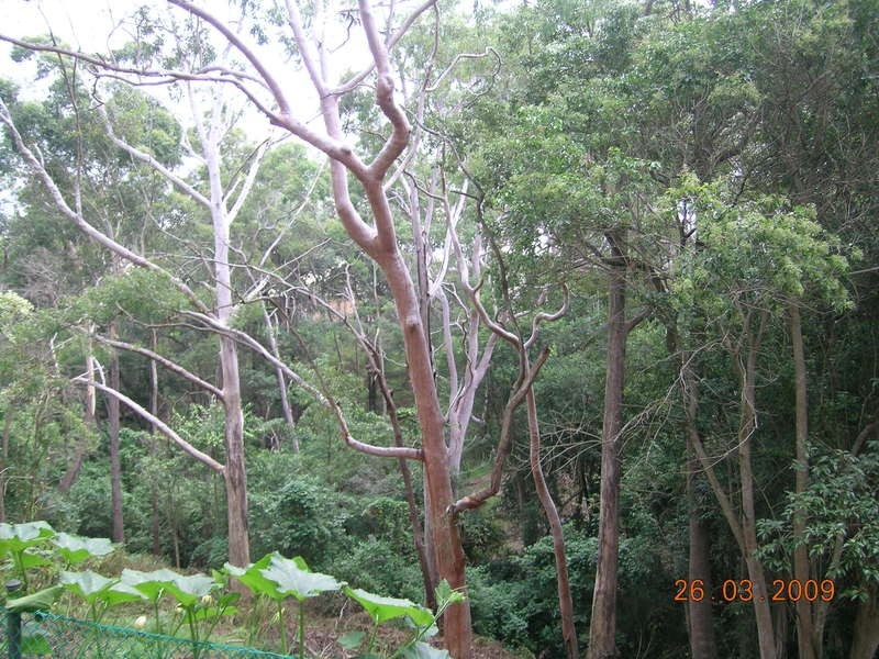 1/7 Garden Street, Telopea NSW 2117