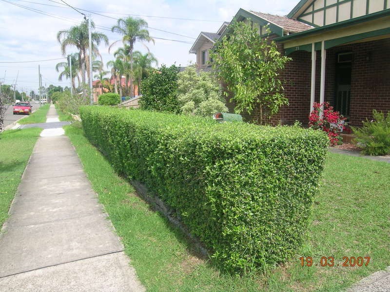 25 Tomah Street, Carlingford NSW 2118