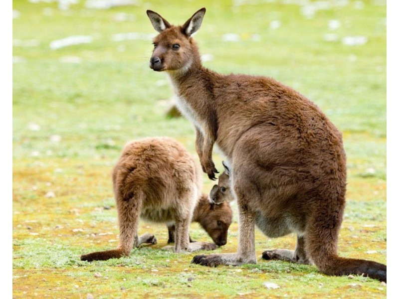 Lot Lot, 172 Borda Road, Island Beach SA 5222