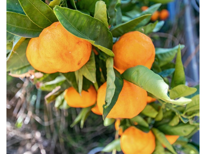 26 Mills Avenue, Port Noarlunga SA 5167