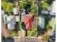 17 Julian Street, Christie Downs SA 5164