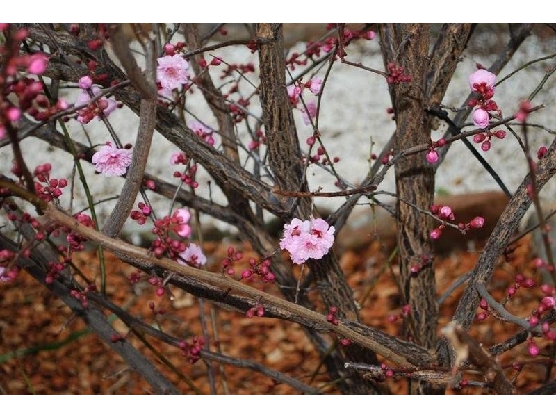 67 Emerald Street, Flagstaff Hill SA 5159