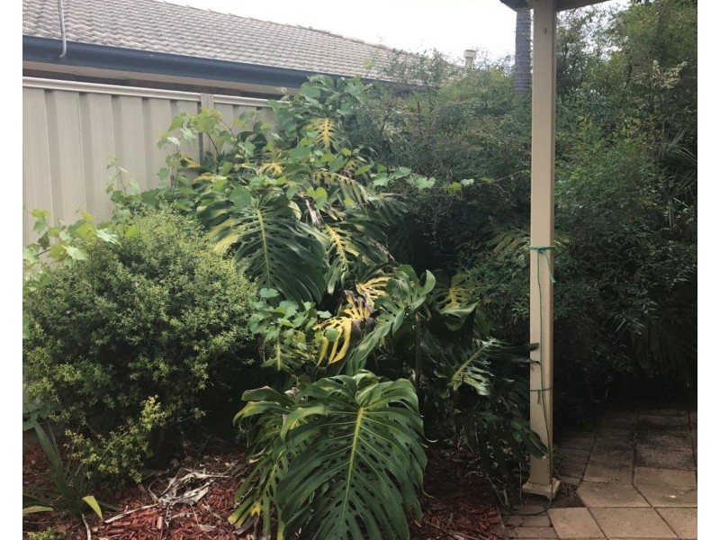 6 Ackland Avenue, Christies Beach SA 5165