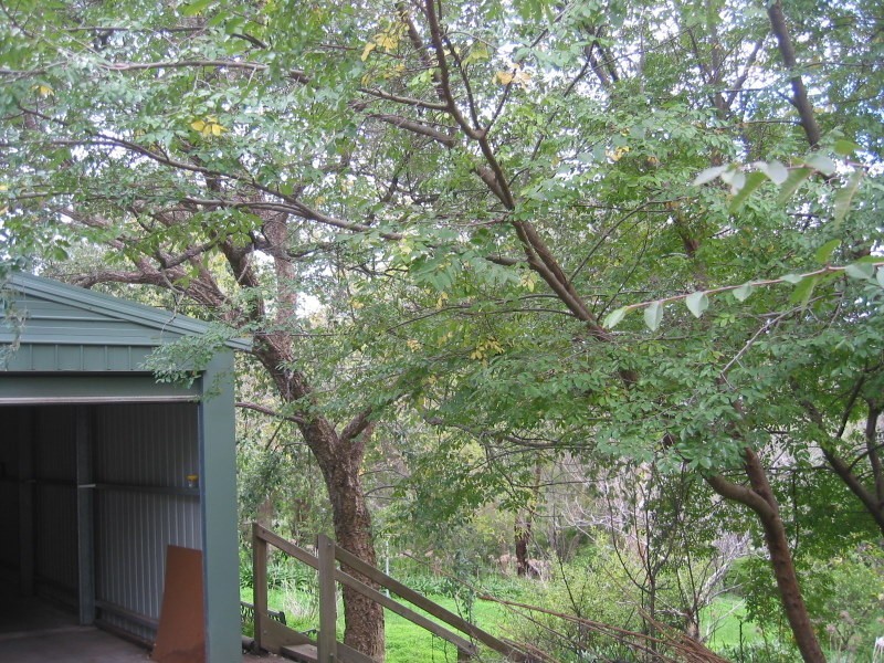 61 Winns Road, Coromandel Valley SA 5051