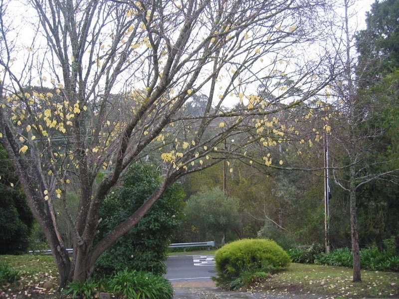 347 Main Road, Coromandel Valley SA 5051