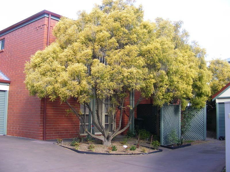 4/2 Maple Avenue, Clovelly Park SA 5042