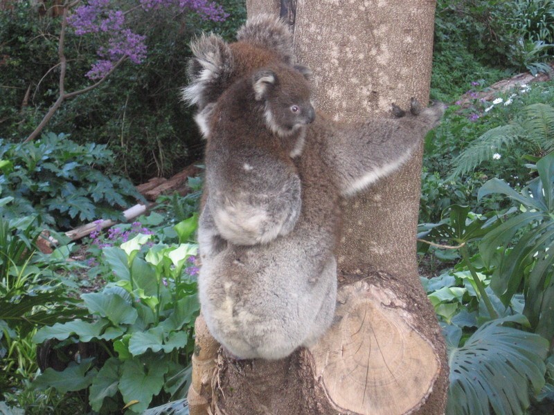 7 Rustic Avenue, Coromandel Valley SA 5051