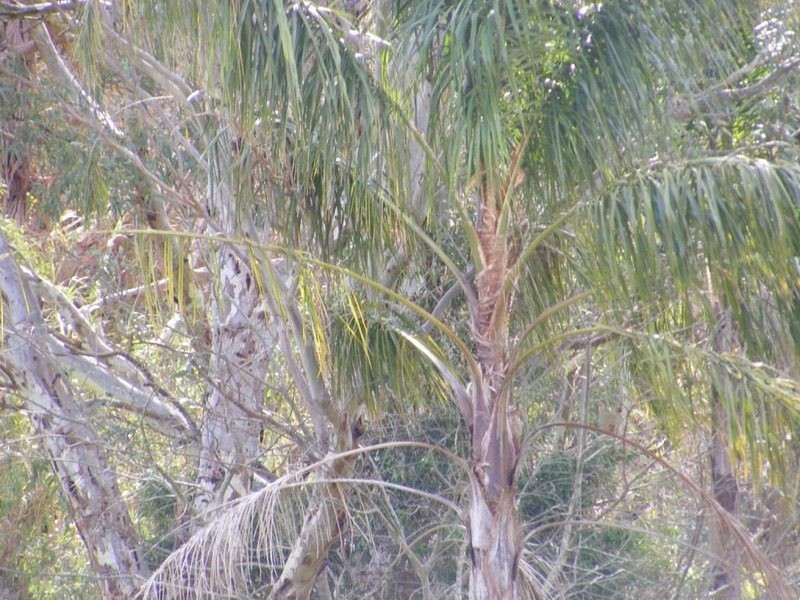 Lot 28 Apple Grove, Coromandel Valley SA 5051