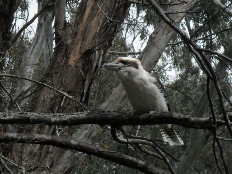 lot 3/25 McNamara Road, Coromandel Valley SA 5051