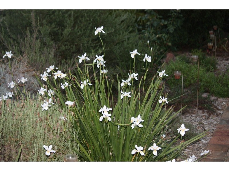 61 Gloucester Avenue, Belair SA 5052