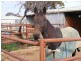 683A Whites Road, Globe Derby Park SA 5110