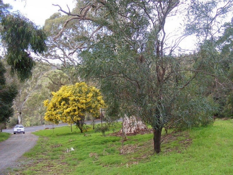 Lt 151/496a Main Road, Coromandel Valley SA 5051