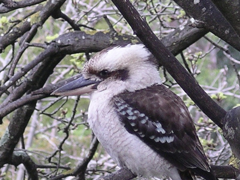 8 Orchard Grove, Hawthorndene SA 5051