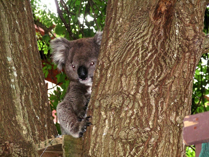 8 Orchard Grove, Hawthorndene SA 5051