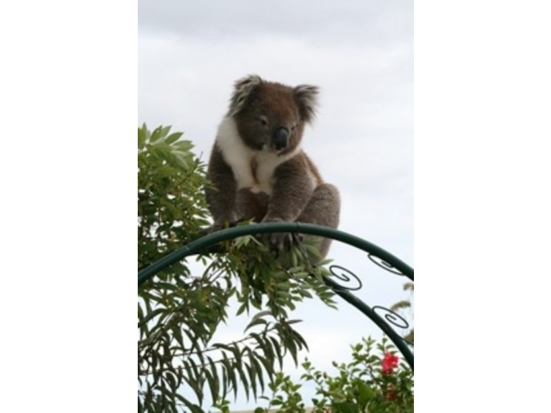 3 Holly Hock Court, Craigburn Farm SA 5051