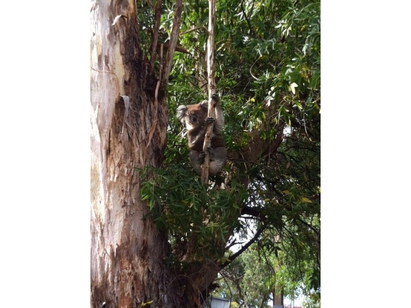 1A Melton Street, Blackwood SA 5051