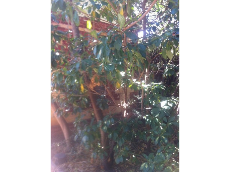 34 Hart Avenue, Unley SA 5061