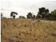 x Cnr Lygard Street &Amp; Chauncer Street, Murray Bridge SA 5253
