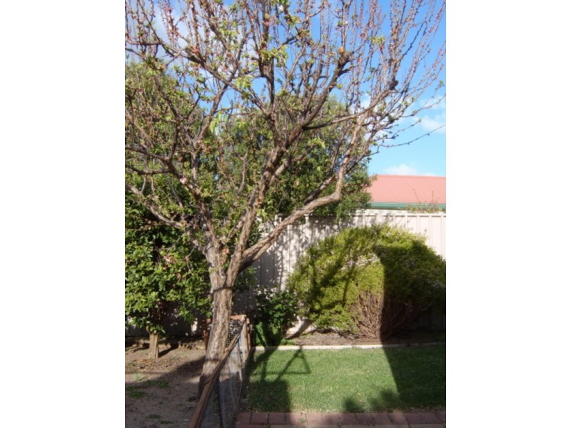 3/58 Avenue Road, Paradise SA 5075