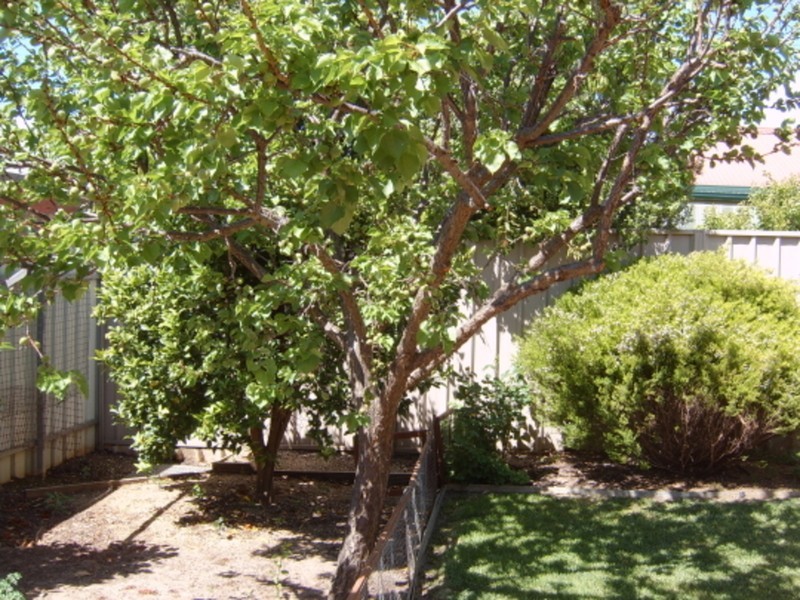 3/58 Avenue Road, Paradise SA 5075