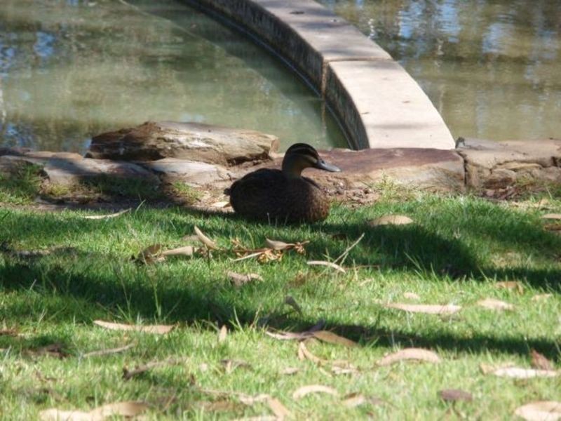 50 Kew Drive, Oakden SA 5086