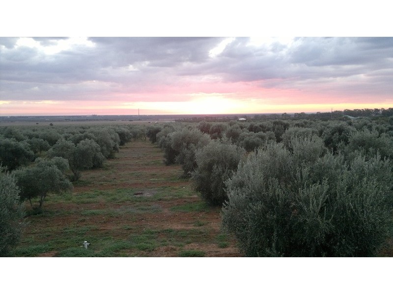 542 Muster Drive, Napperby SA 5540