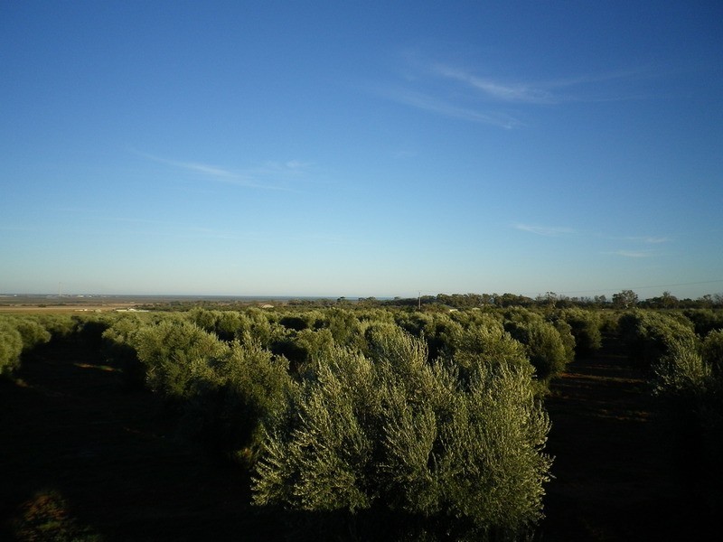 542 Muster Drive, Napperby SA 5540