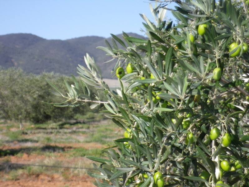 542 Muster Drive, Napperby SA 5540