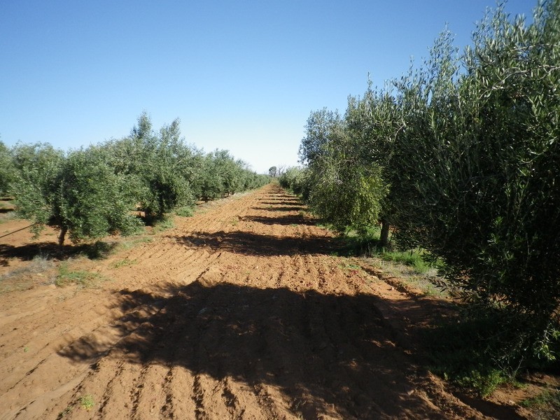 542 Muster Drive, Napperby SA 5540