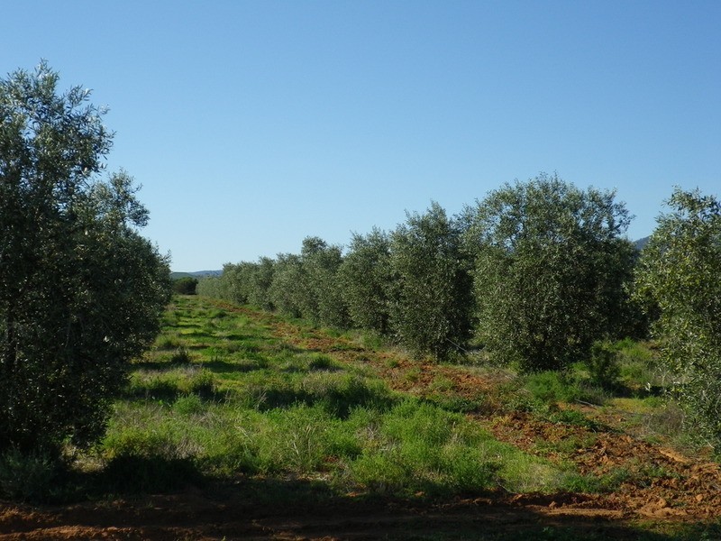 542 Muster Drive, Napperby SA 5540