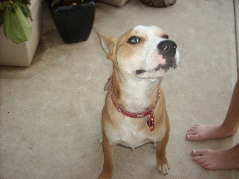 14a Gwender Terrace, Para Hills SA 5096