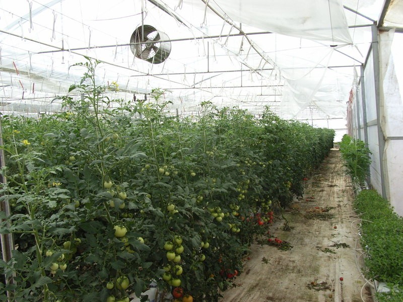 Lot 11 Ellis Road, Two Wells SA 5501