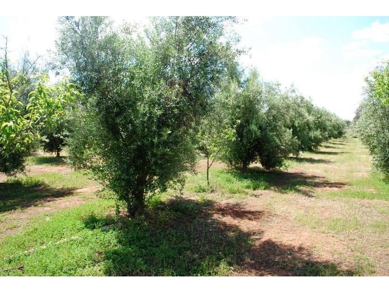 lot/501 Lyndon Road, Macdonald Park SA 5121