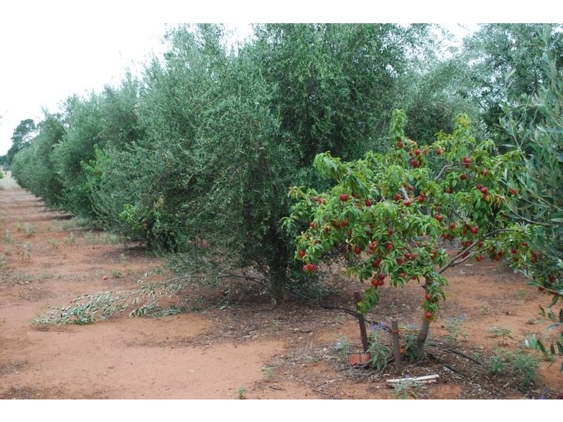 lot/501 Lyndon Road, Macdonald Park SA 5121