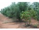 lot/501 Lyndon Road, Macdonald Park SA 5121