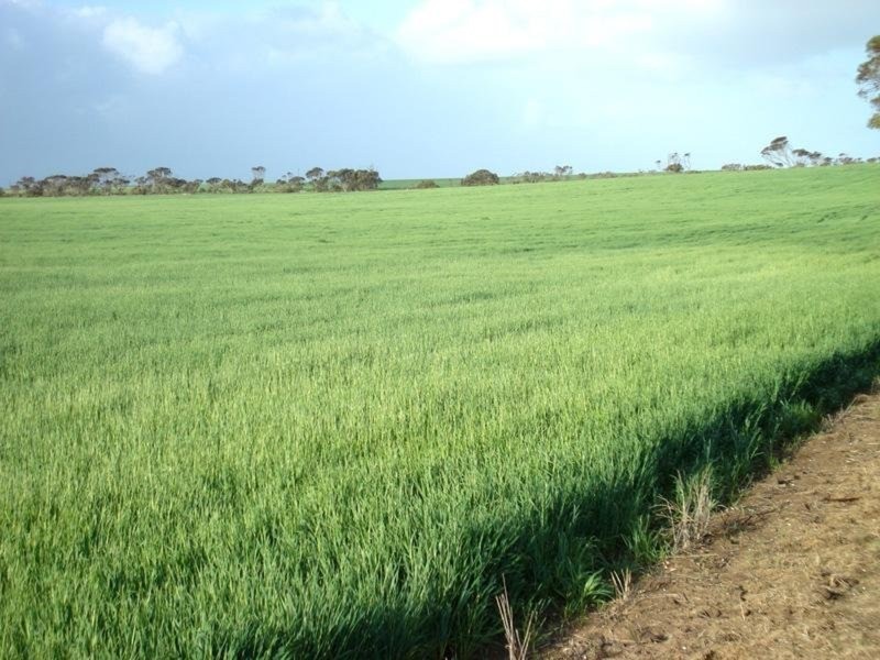 “Illabunda” – Urania District, Urania SA 5573