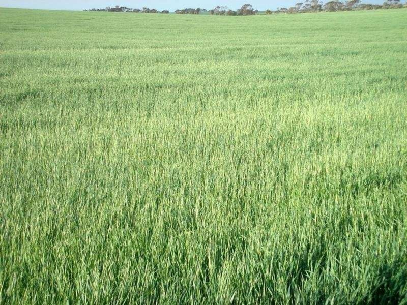 “Illabunda” – Urania District, Urania SA 5573