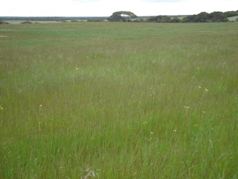 Section 131 Hd Coonarie, Warooka SA 5577